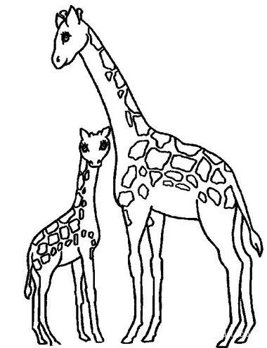 动物简笔画 长颈鹿简笔画画法(3)