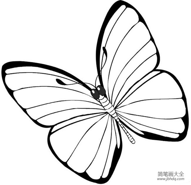 翩翩飞舞的蝴蝶简笔画(3)