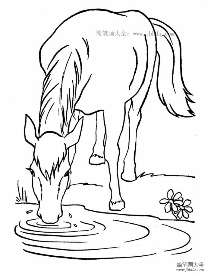 小马在喝水