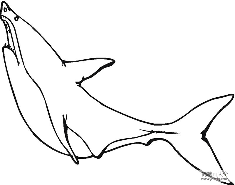 大白鲨简笔画图片(5)