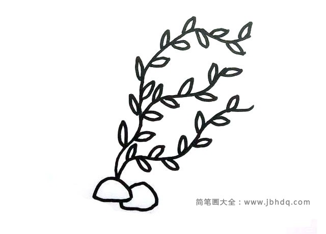 6张海洋植物简笔画图片(5)