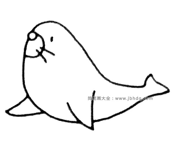 学画海狮(4)