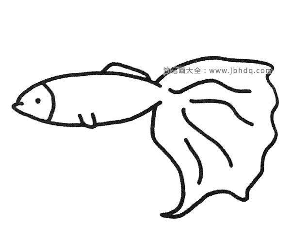 一组漂亮的孔雀鱼简笔画图片(3)