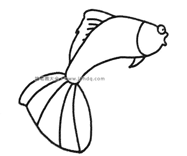 一组漂亮的孔雀鱼简笔画图片(4)