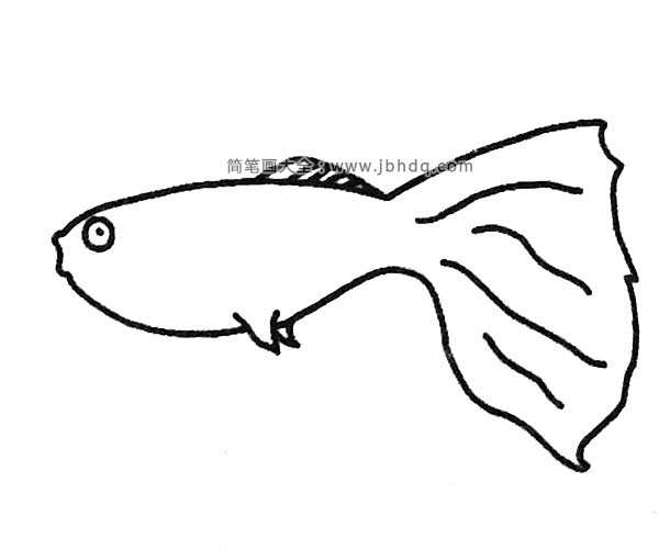 一组漂亮的孔雀鱼简笔画图片(6)