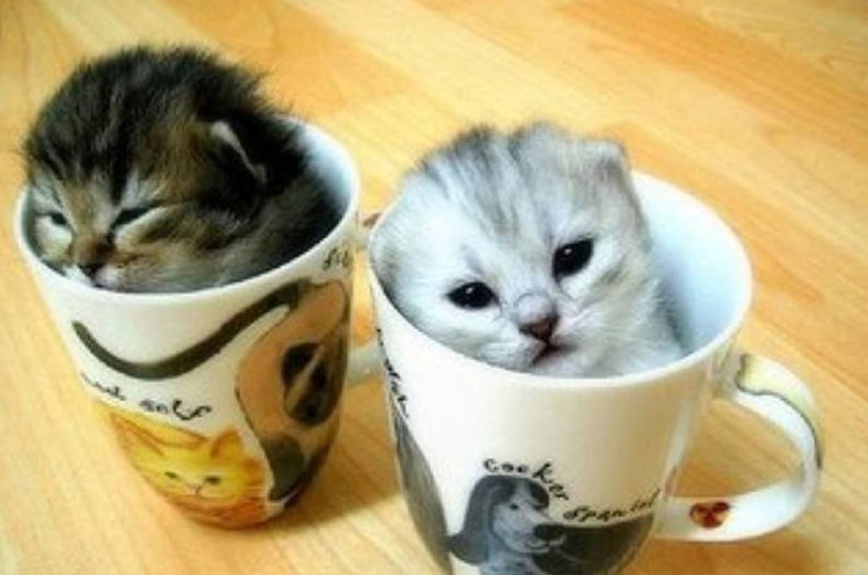 活泼可爱茶杯猫背景图片(4)
