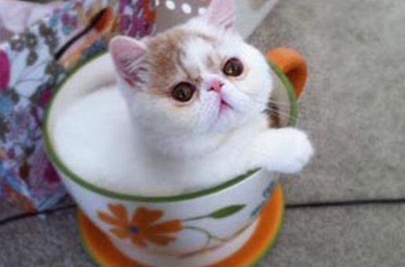 活泼可爱茶杯猫背景图片(8)