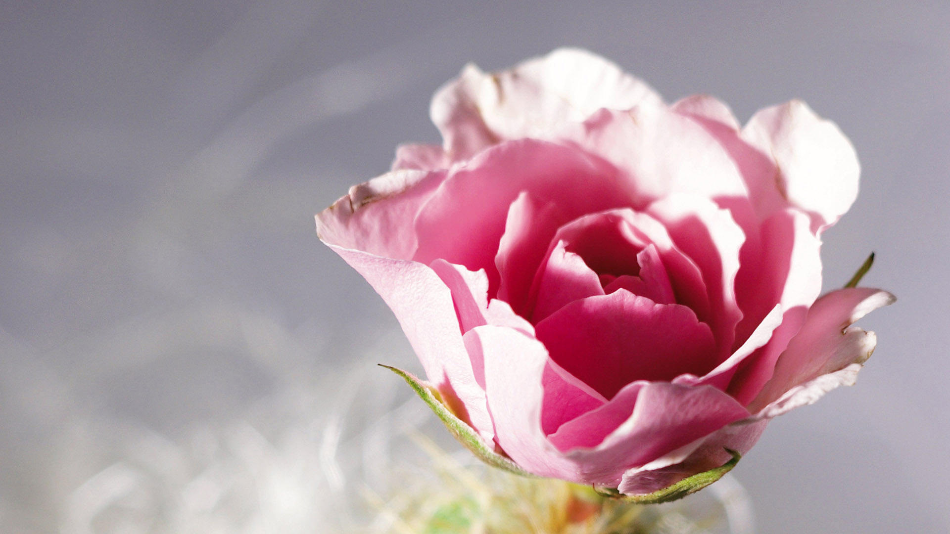 漂亮玫瑰花的图片  高清艳丽玫瑰图片大全(2)