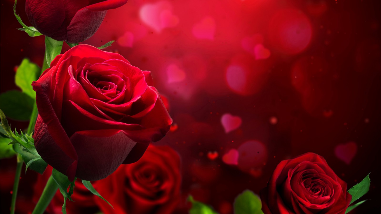 漂亮玫瑰花的图片  高清艳丽玫瑰图片大全(4)