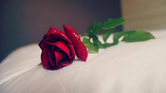 漂亮玫瑰花的图片  高清艳丽玫瑰图片大全(3)