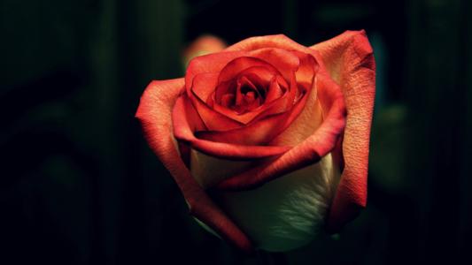 漂亮玫瑰花的图片  高清艳丽玫瑰图片大全(5)
