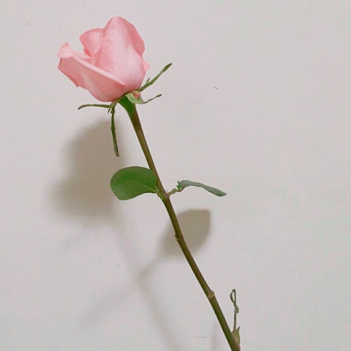 单只玫瑰花图片   唯美伤感单只玫瑰图片(8)