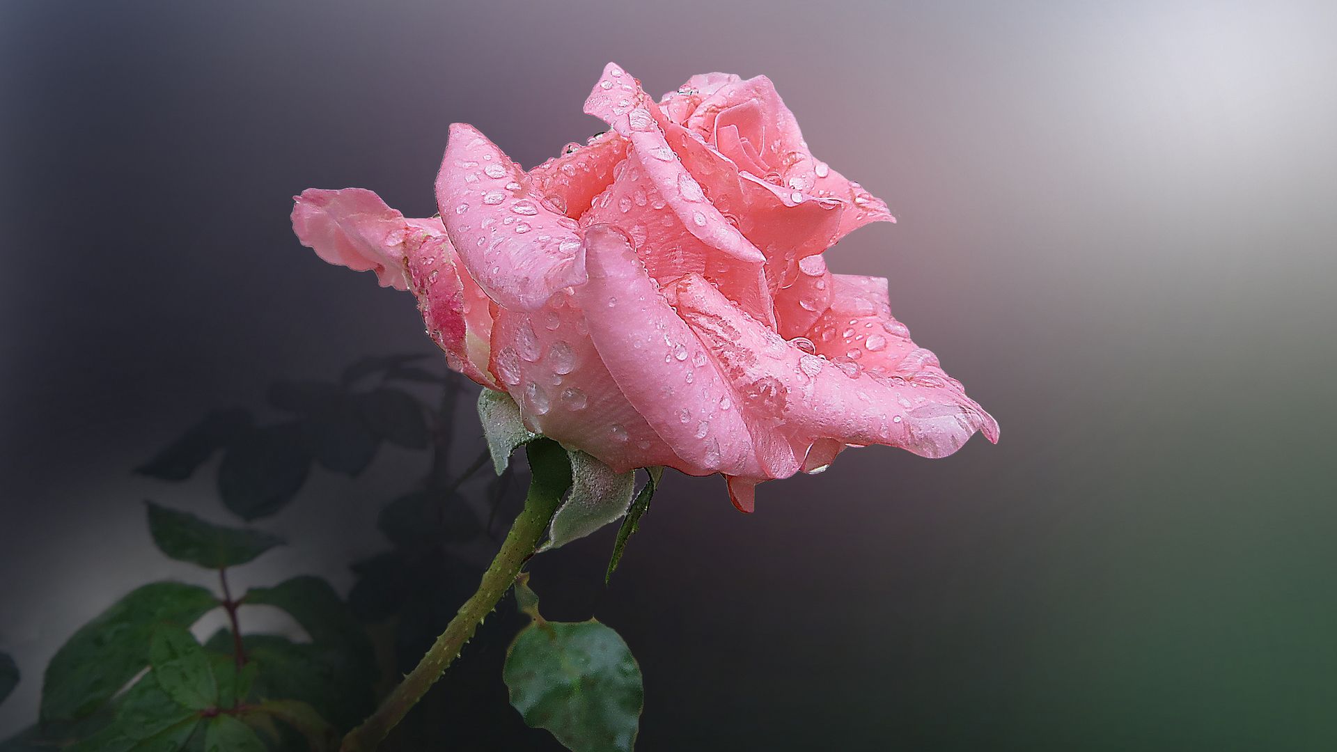 玫瑰花背景图片  高清背景素材(4)