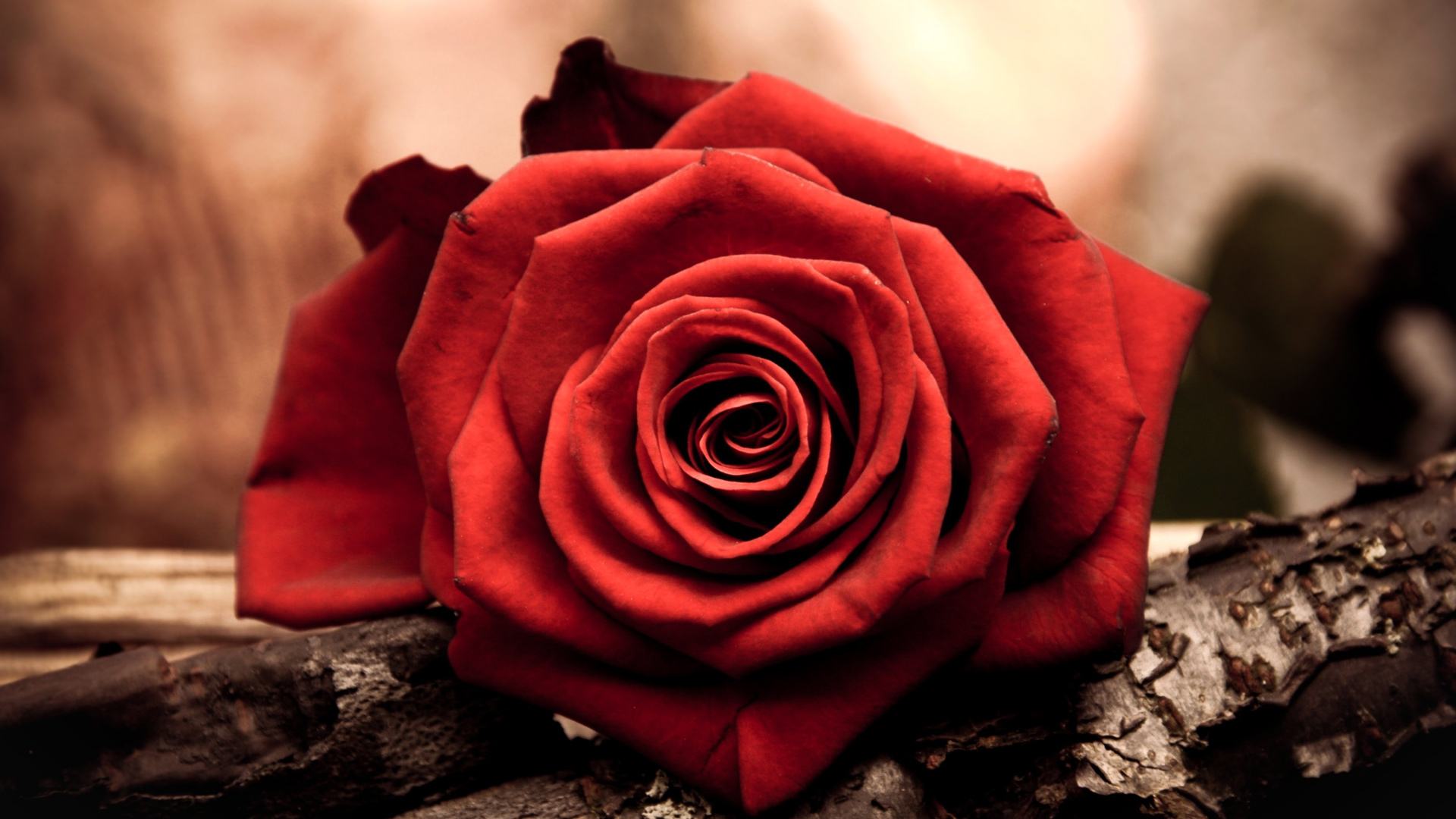 玫瑰花背景图片  高清背景素材(3)