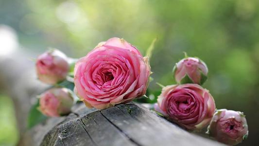 玫瑰花背景图片  高清背景素材(5)