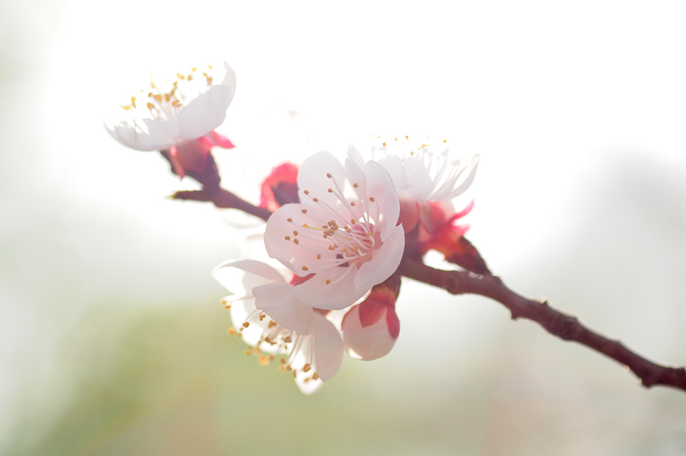 春天好看的花树图片  与春天有个约会(2)