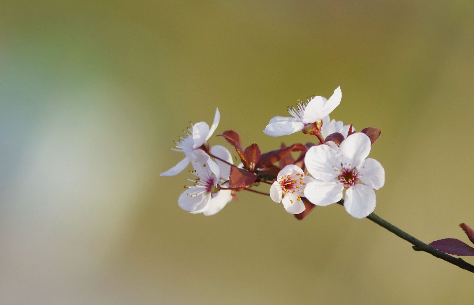 春天好看的花树图片  与春天有个约会(3)