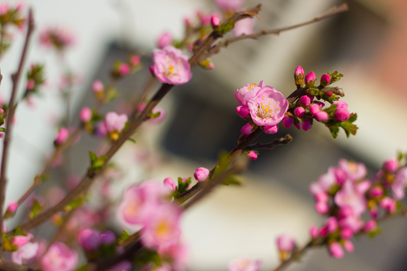 春天好看的花树图片  与春天有个约会(5)