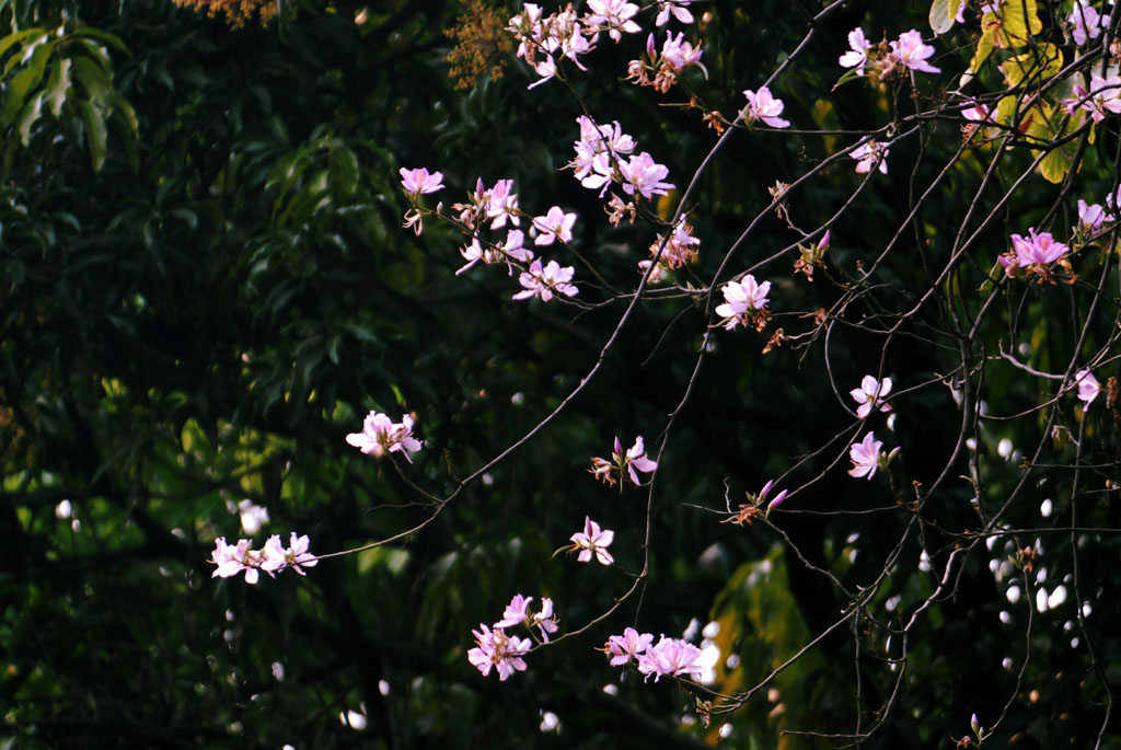 春天好看的花树图片  与春天有个约会(7)