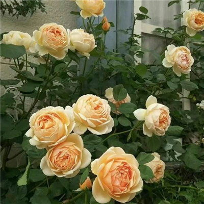 玫瑰花背景图片  色彩饱满艳丽(8)