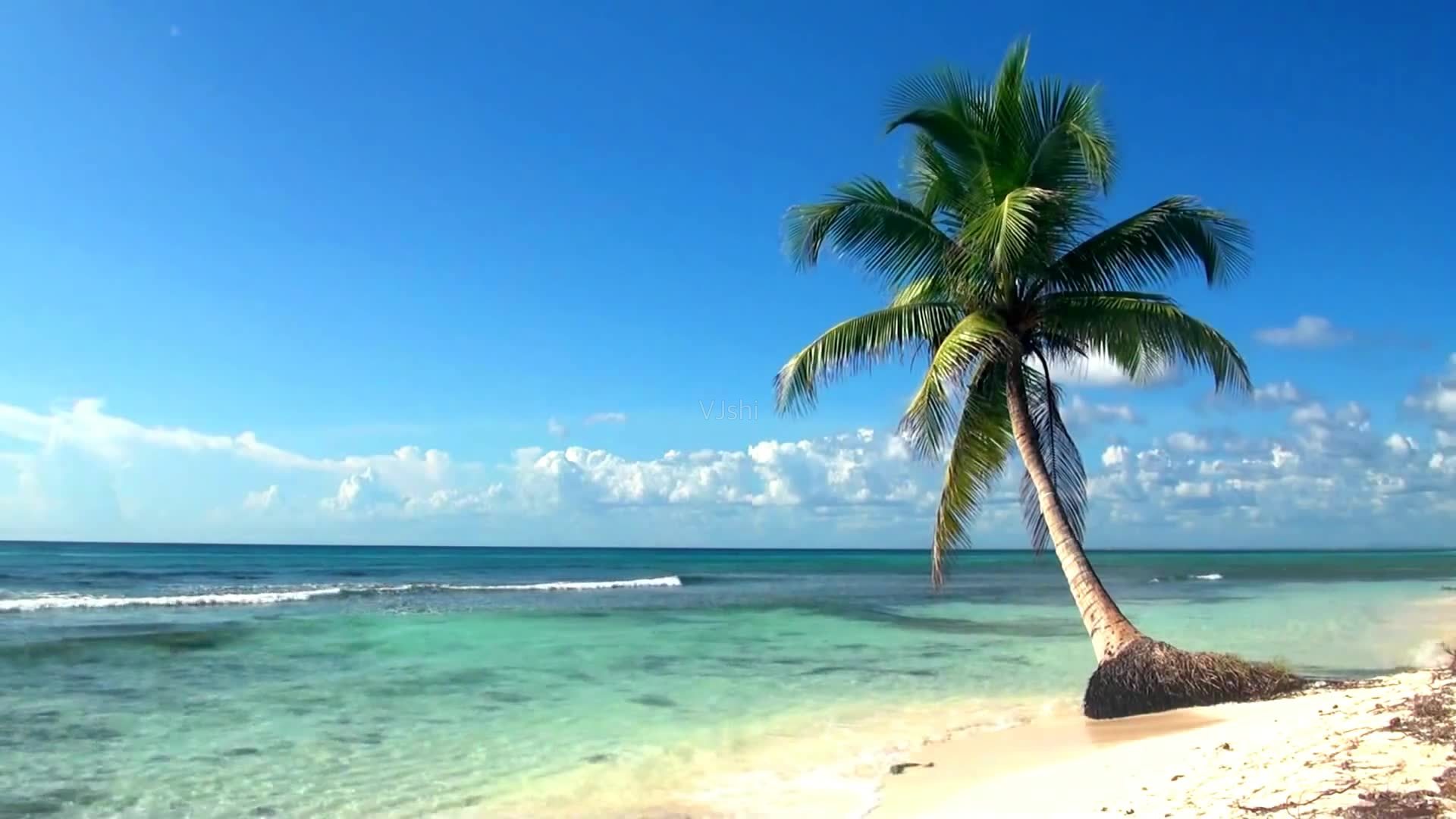 夏天的图片大全  海边椰子树景色大全(2)
