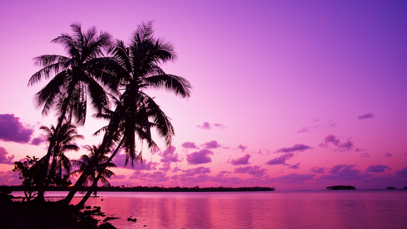 夏天的图片大全  海边椰子树景色大全(7)