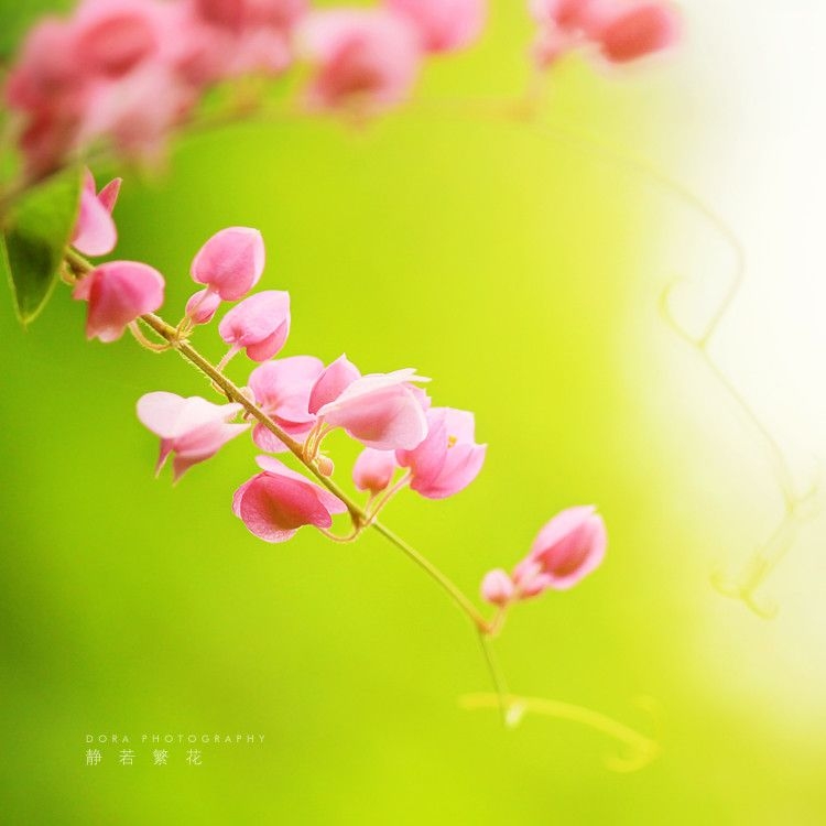 清新花草植物图片 迷人唯美鲜花壁纸(2)
