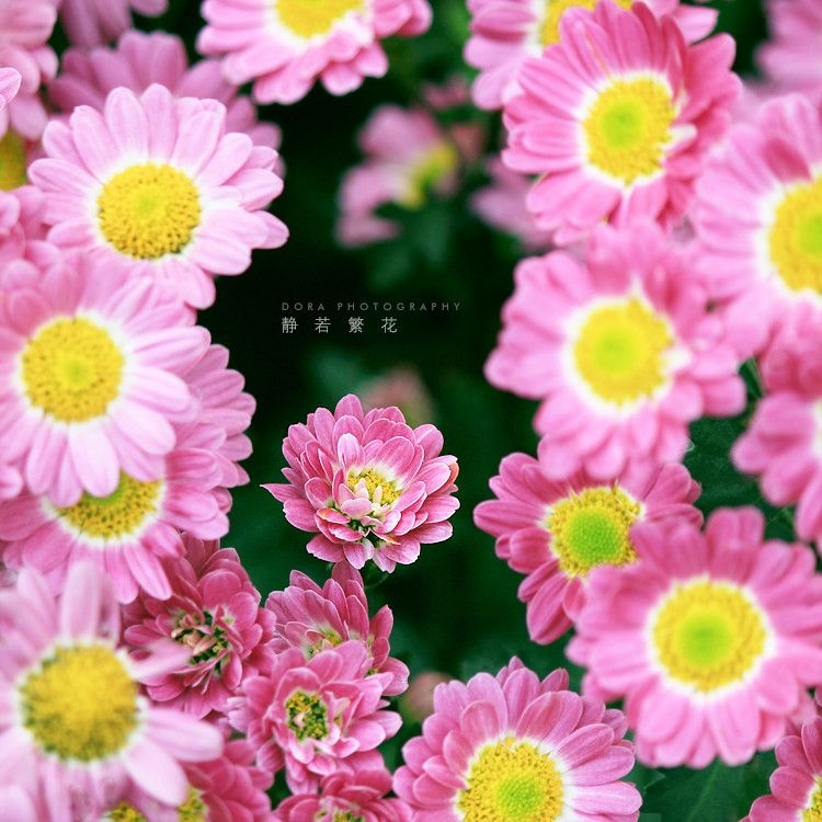 清新花草植物图片 迷人唯美鲜花壁纸(4)