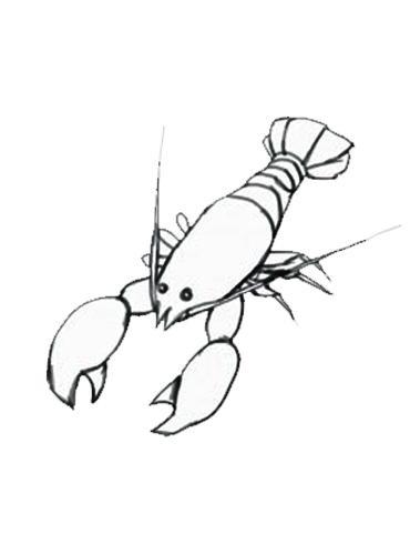 小龙虾简笔画卡通-小龙虾简笔画-小龙虾图片(4)