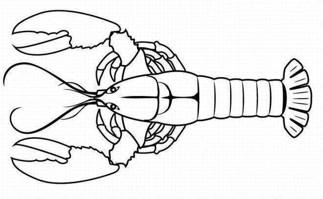 小龙虾简笔画卡通-小龙虾简笔画-小龙虾图片(6)