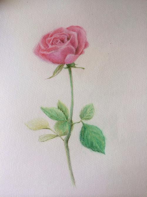 玫瑰花图片简笔画 彩色 素描