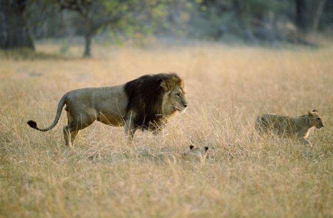 非洲野生动物狮子高清图片(3)