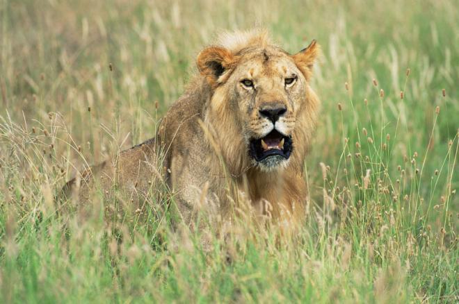 非洲野生动物狮子高清图片(4)