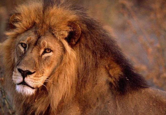 非洲野生动物狮子高清图片(2)