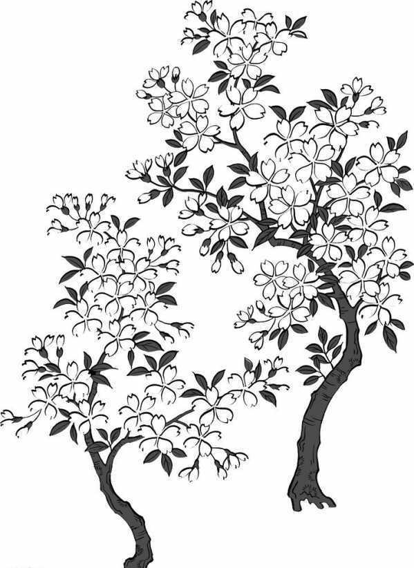 手绘开满花的樱花树简笔画图片(3)
