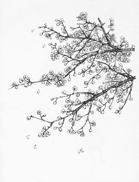手绘开满花的樱花树简笔画图片(7)