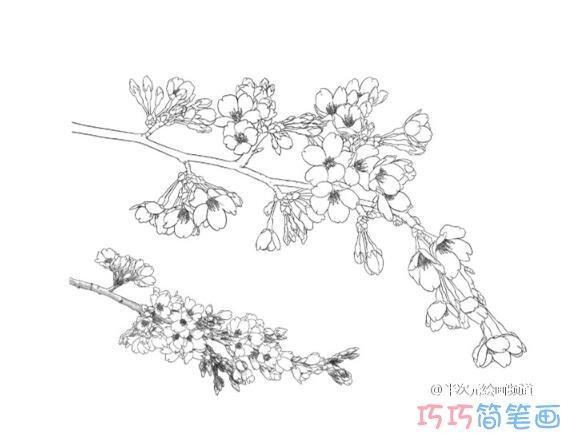 浪漫手绘樱花树简笔画图片(3)