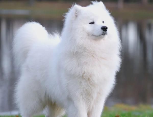 世界名犬图片 白雪公主萨摩(10)