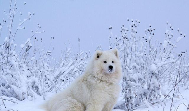 世界名犬图片 白雪公主萨摩(9)