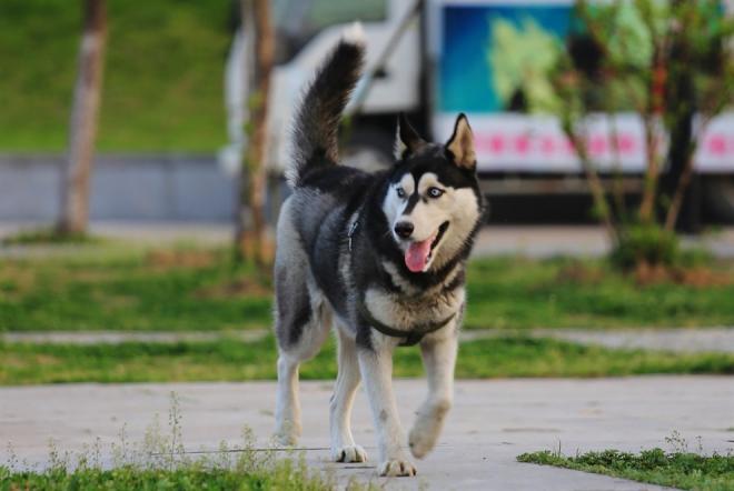世界名犬图片 西伯利亚雪橇犬哈士奇(11)