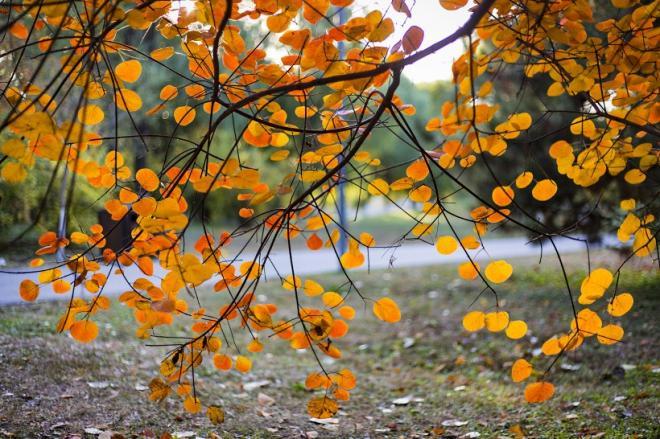 北京奥林匹克森林公园秋天树林自然风景图片(8)