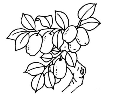 超简单的植物简笔画图片大全(8)