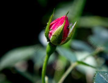 含包未放的玫瑰花图片，上帝想让那些走失或者迷路的人能够重新相遇