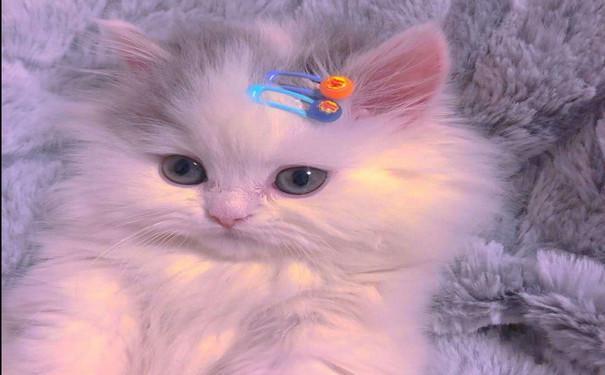 动物图片：可爱的猫咪图片 优乐美的小甜蜜