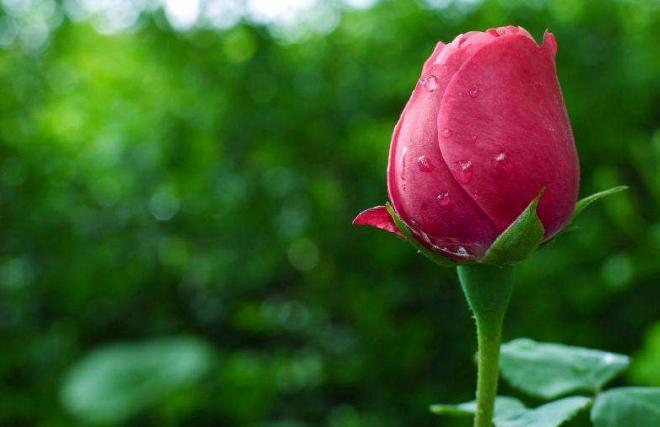 一支红玫瑰花图片，只有带着信心前进，你才会有乘风破浪的勇气