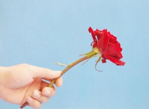 手拿一支玫瑰花的图片，别和他人争吵，别和命运争吵