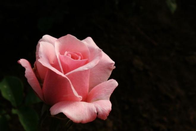 花的图片唯美玫瑰花，也不是坐在家中的无所事事