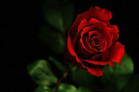 大红色玫瑰花图片，最典雅的友谊被矜持的水笔描写着越描越淡