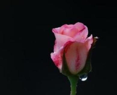 雨中玫瑰花图片，努力用积极的态度面对挫折
