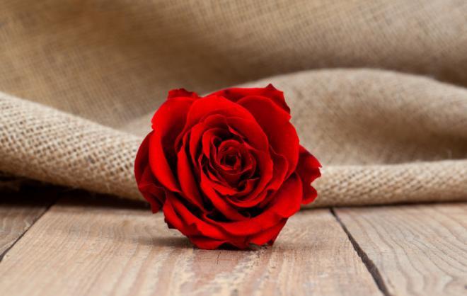 漂亮的红玫瑰花图片，共同努力，团结在一个共同的目标下面